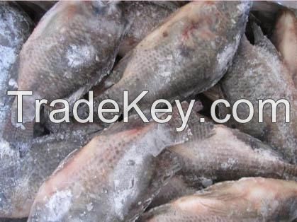 whole & round frozen Tilapia Fish