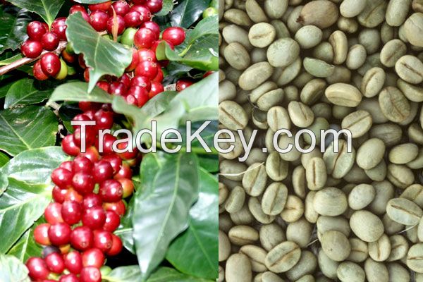Arabica Green Coffee Beans/ Robusta Coffee Beans