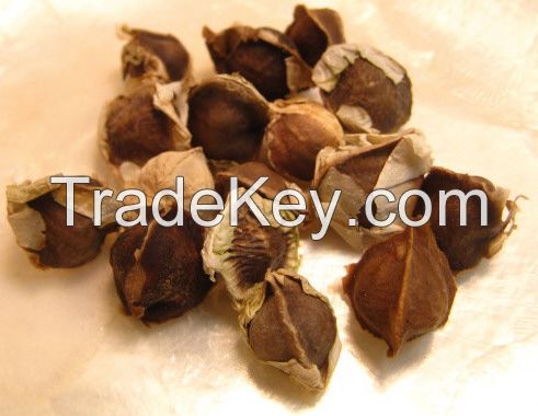 Moringa Seeds, Moringa oleifera seeds