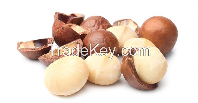 Macadamia Nuts / Macadamia Nuts With Shell and Without Shell / Roasted Macadamia Nuts