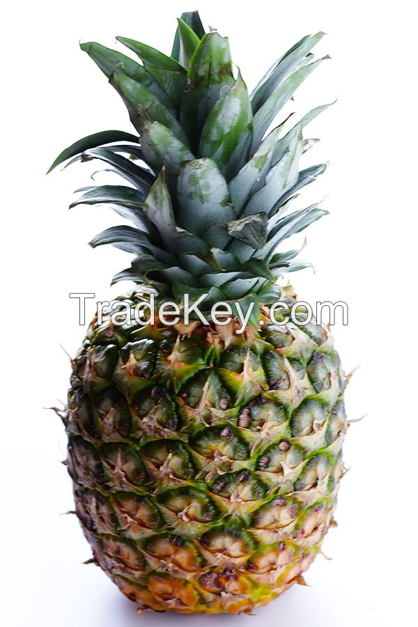 FRESH PINEAPPLE / FRESH GOLDEN PINEAPPLE (MD2) / FRESH TROPICAL PINEAPPLE