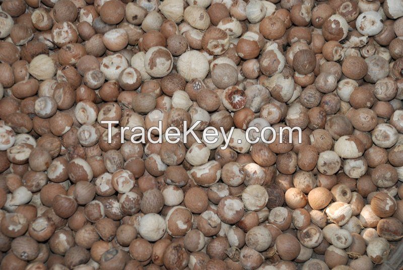 High Quality Dried Betel Nut / ARECA NUT - WHOLE
