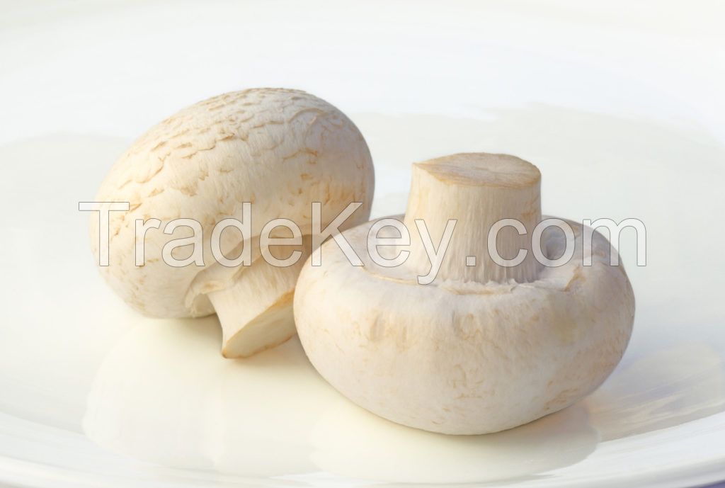 Organic Canned Slice Buttom Mushroom, White button mushroom, dried white button mushroom