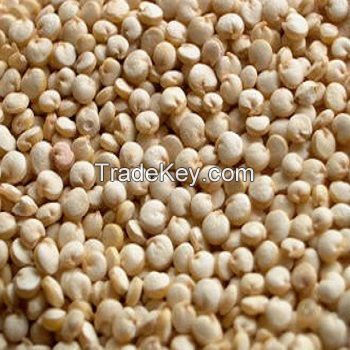 Quinoa Seeds / Quinoa Grains