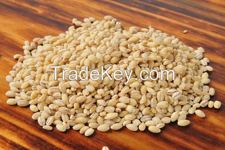 Quality Barley Grains / Hulled Barley Grains / Barley Malt grain