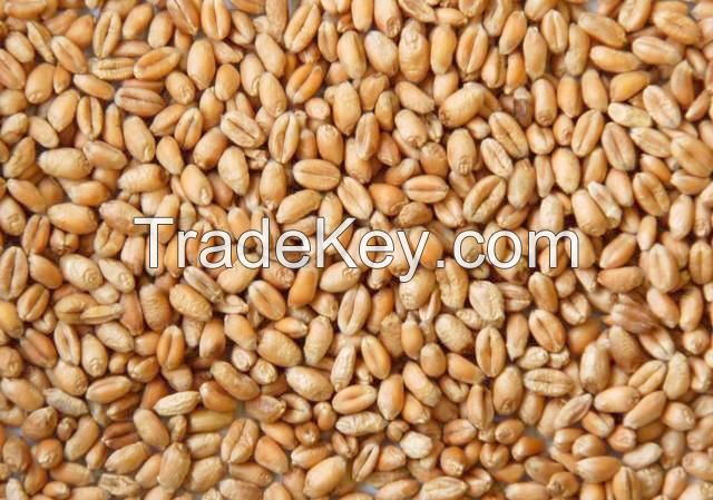 HIGH QUALITY WHEAT GRAIN /  WHEAT GRAIN MILLING GRADE / WHEAT GRAIN FOR ANIMAL FEED