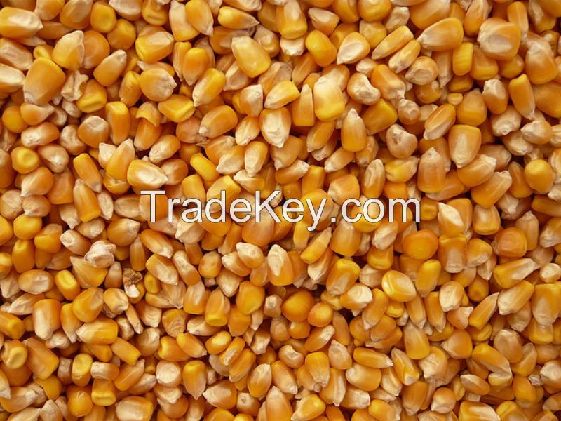 Yellow Corn Grade 2 - Animal Feed