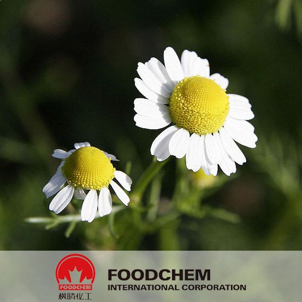 Chamomile Extract 1.2% Apigenin Free Samples