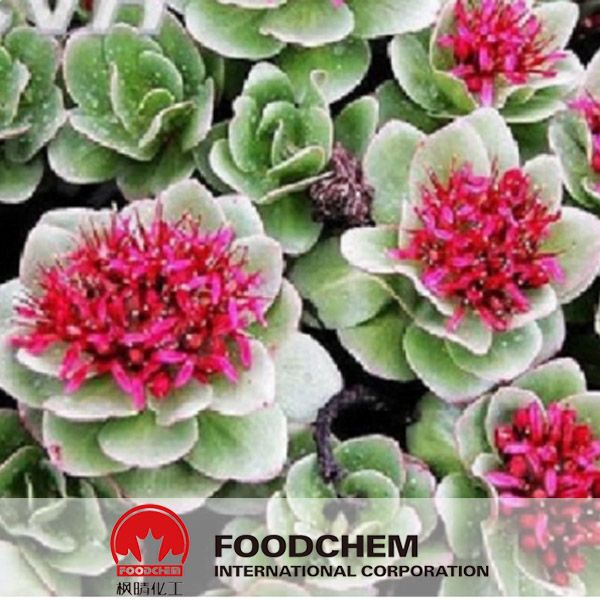 Free Samples Natural Rhodiola Rosea Powder Extract