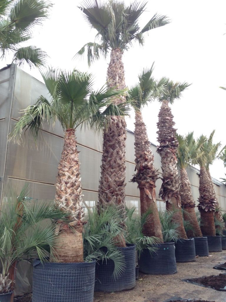 Washingtonia robusta and filifera