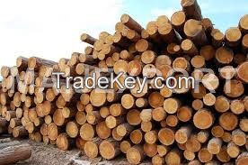 Sell spruce wood logs