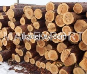SOFT TIMBER LOGS FROM UKRAINE