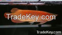 Selling Golden Arowana Fish