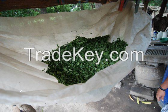 moringa oleifera Leafs