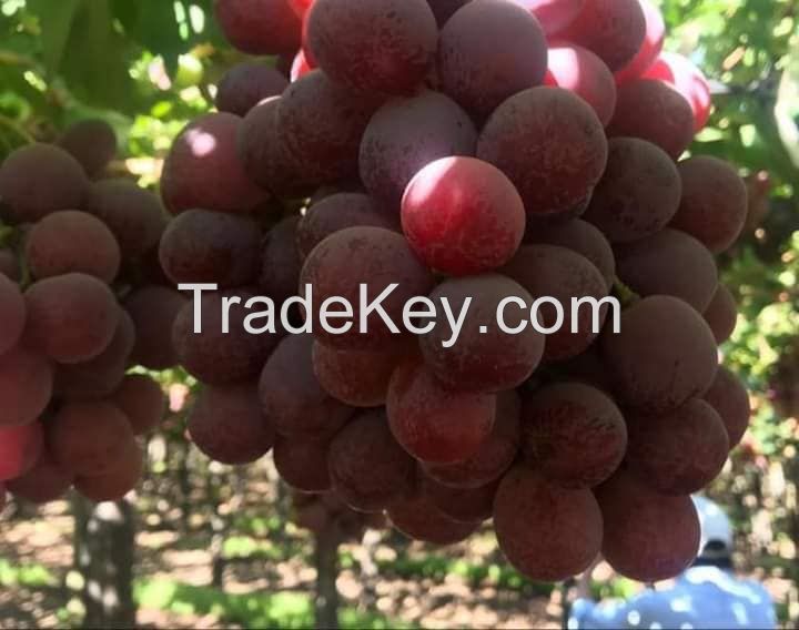 Red Globe Grapes from Chile