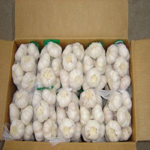 Chinese Fresh Garlic From Jinxiang 5.0cm, 10kg Carton