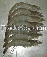 we have fresh frozen black tiger shrimps  fish for sale