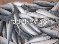 we have fresh frozen mackerel  fish for sale