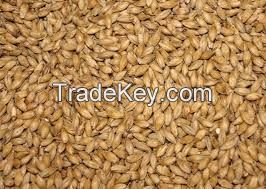 Feed Barley