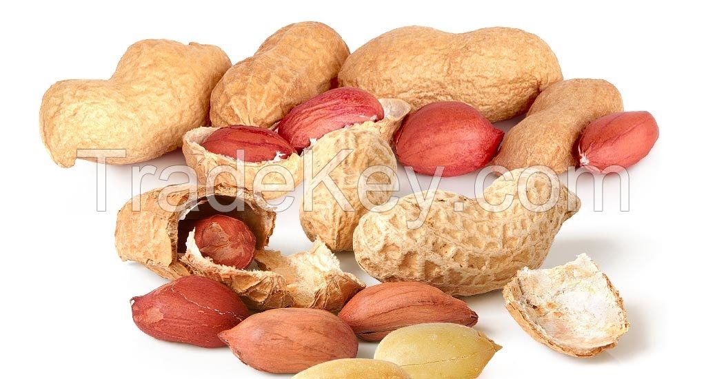 Redskin Peanuts, Bold, Java Sized Peanuts, Blanched Peanuts, Premium Whole Peanuts for Bird Food, Peanuts Without Shells, Organic Paleskin Peanuts, Monkey Peanuts, Peanuts, Roasted & Salted