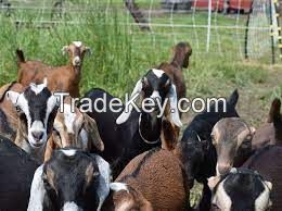 Quality Live Boer Goats, Saanen Goats, Kalahari Red Goats