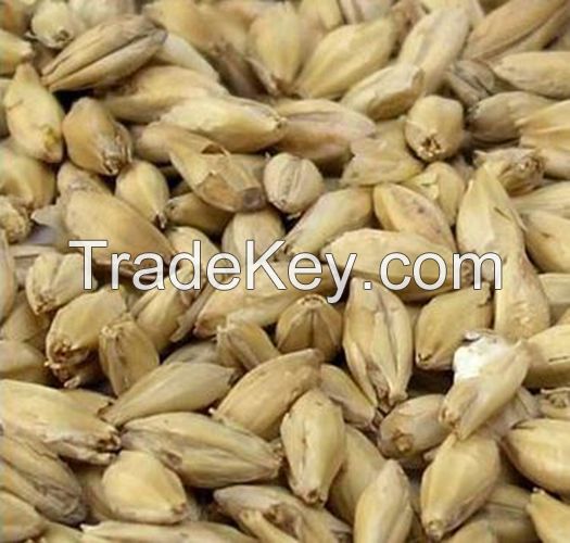 Whole Grain Barley, Barley Seeds for Sale, Organic Hulled Barley, Organic Whole Grain Barley, Non-GMO Barley Grain Seed Collection