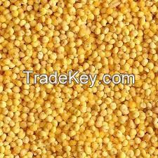 Yellow-Green Millet, Yellow Millet For Budgies, seed-eating birds, Hulled Millet, Whole Grain Millet, Yellow Millet Seeds, Millet Seed for Human Consumption