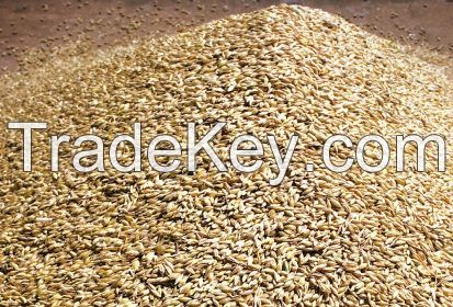 Organic Purple Barley, Feed Barley For Sale, 2-Row Pale Malted Barley for Sale, Barley 12 Lbs, Unhulled Barley (Hull Intact)