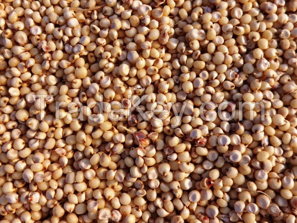 Buy Organic White Sorghum For Sale, Sorghum Seed for sale, Premium Sorghum Grain Clover Grass Seed Mix