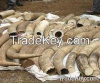 Elephant Tusk for sale