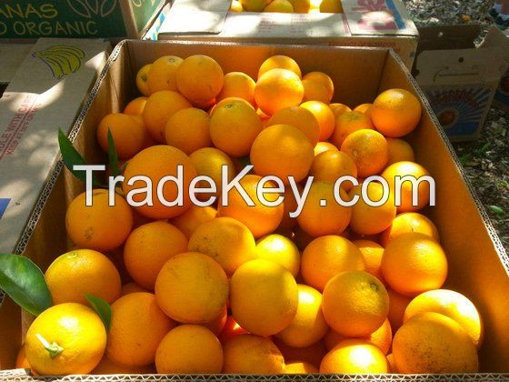 Fresh Sweet Oranges for sale