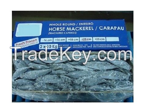 Whole frozen horse mackerel and skipjack tuna fish for sale