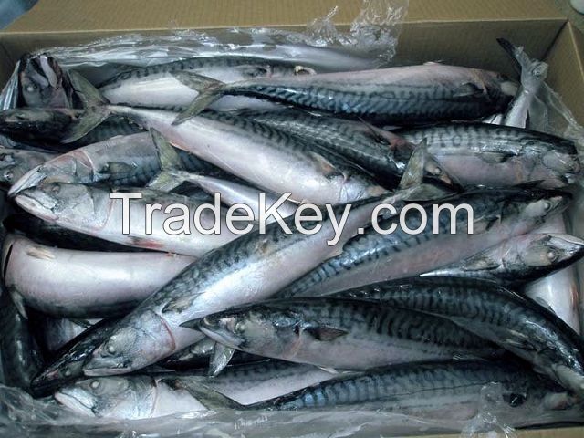 Frozen horse mackerel bulk supply