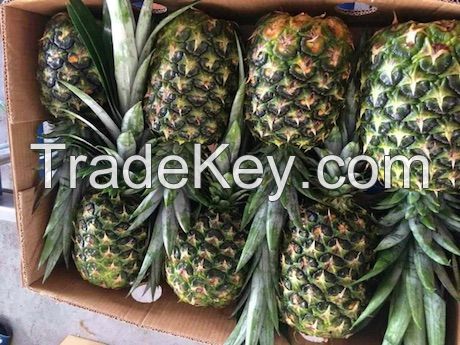 Fresh sweet pineapples MD2 and F200 quality