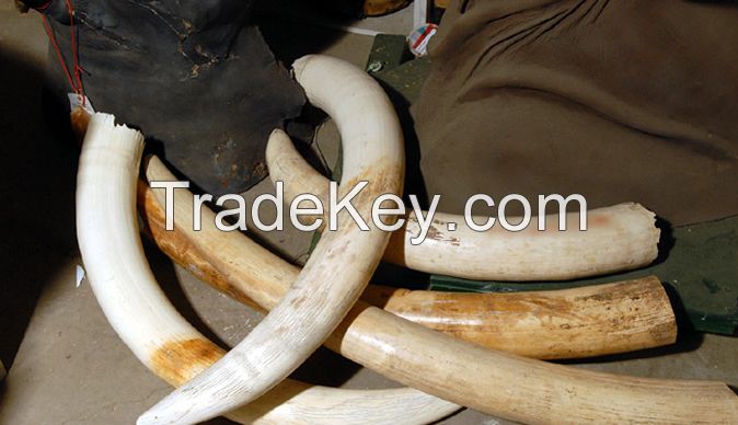 Large Elephant Tusk For Sale