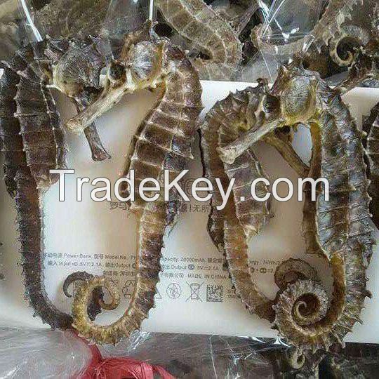 Dried sea horse for sale at wholesale exportation prices