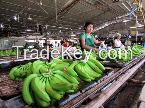 Fresh Green Cavendish Bananas bulk supply
