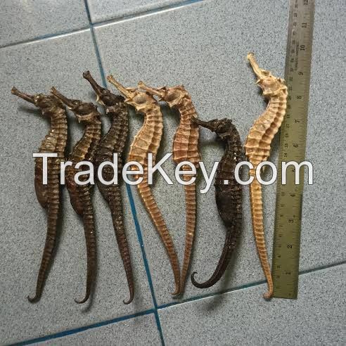 Dried Sea Horse For Sale exellent Prices