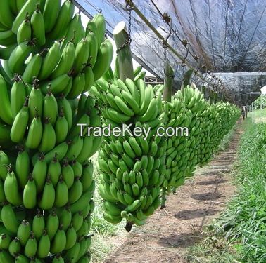 Fresh Green Cavendish bananas