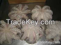 Sea Frozen Octopus Vulgaris For Sale