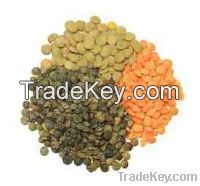 Lentils For Sell