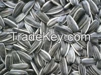 Sell Offer Sunflower Seeds 50% Discount