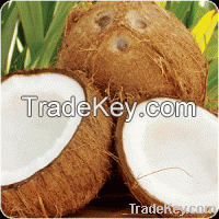 coconut , coir, coconut tree, coconut water, Coconut tree young and matured coconut trees