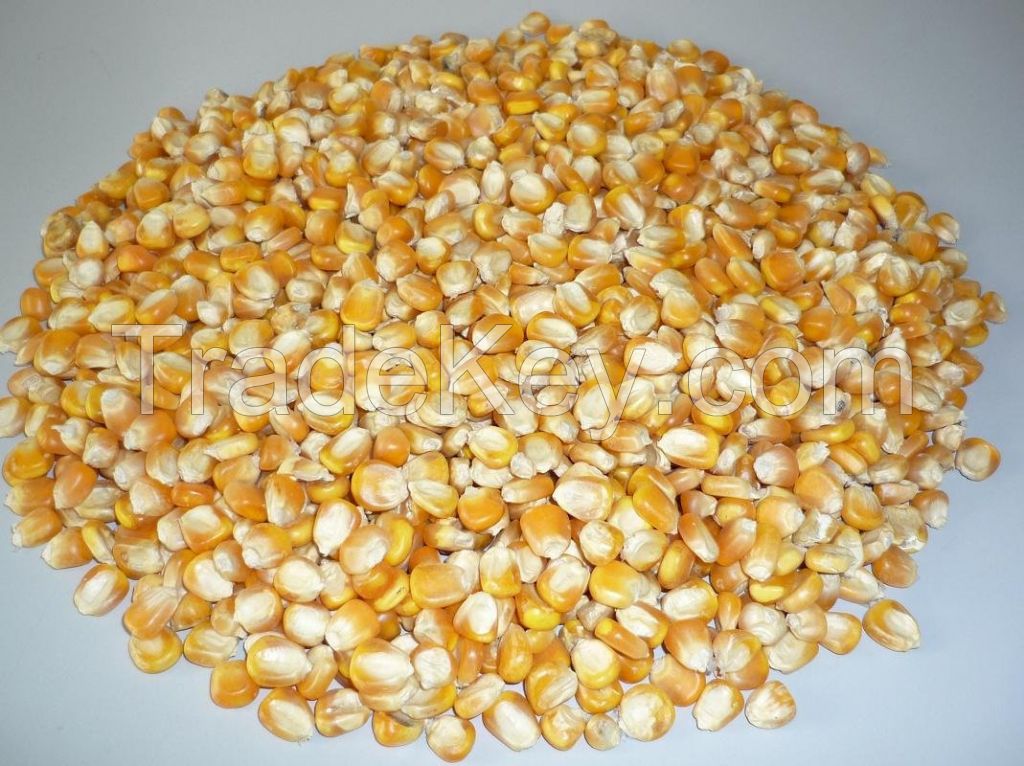 Yellow Maize (Corn)Animal Feed