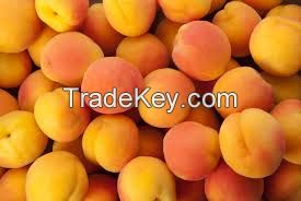 Fresh Apricots