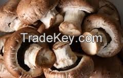 Agaricus Blazei