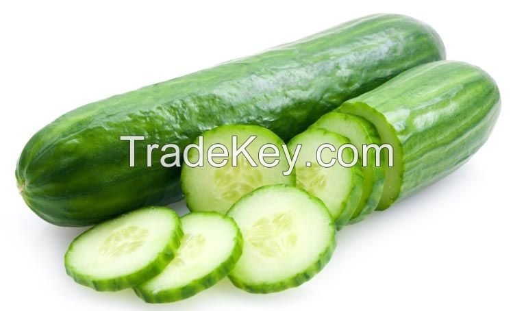 Fresh Cucumber