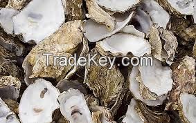 Clean Oyster Shell