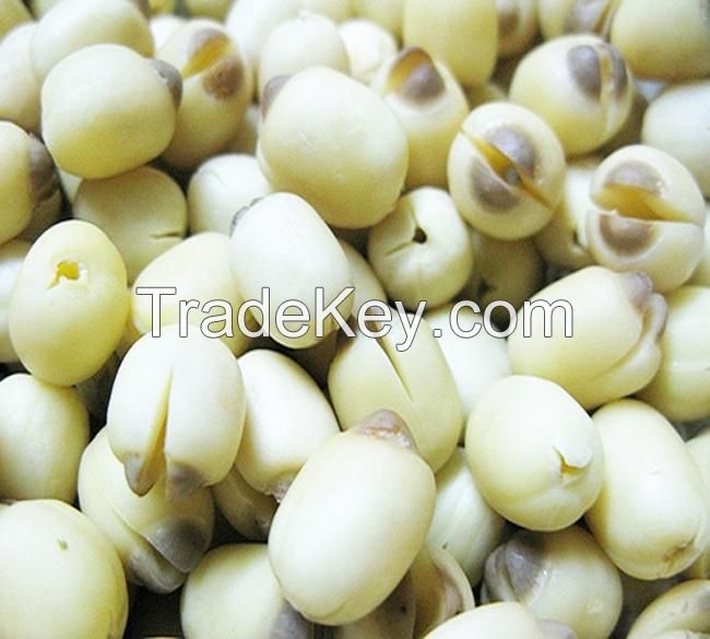 High quality Fresh White Lotus Seeds