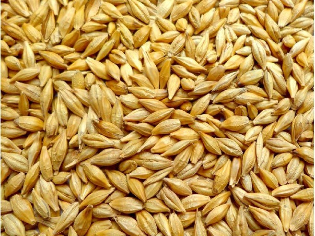 barley